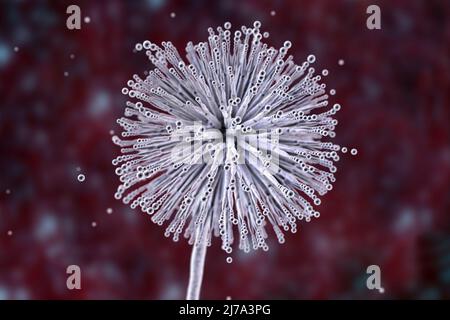 Aspergillus niger champignon, illustration Banque D'Images