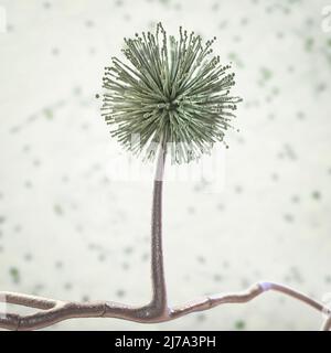 Aspergillus niger champignon, illustration Banque D'Images