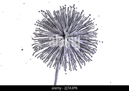 Aspergillus niger champignon, illustration Banque D'Images