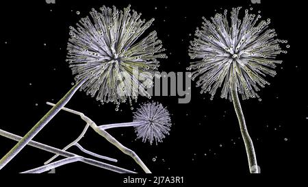 Aspergillus niger champignon, illustration Banque D'Images
