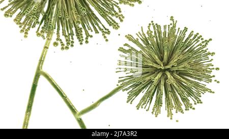Aspergillus niger champignon, illustration Banque D'Images