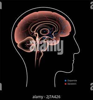 La voie de la sérotonine et de la dopamine, illustration Banque D'Images