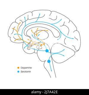 La voie de la sérotonine et de la dopamine, illustration Banque D'Images