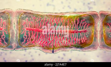 Proglottid d'un ténias de boeuf, illustration Banque D'Images