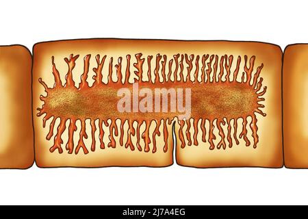 Proglottid d'un ténias de boeuf, illustration Banque D'Images