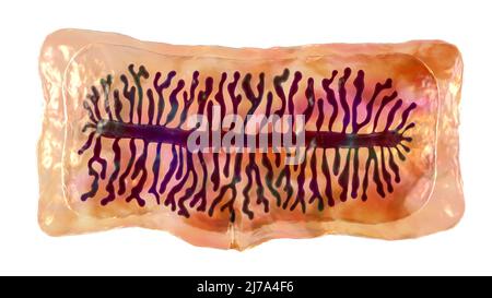 Proglottid d'un ténias de boeuf, illustration Banque D'Images