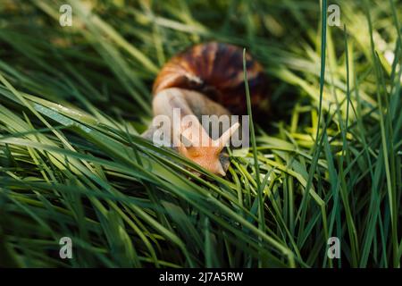 L'escargot de l'Achatina rampe dans l'herbe un jour ensoleillé Banque D'Images