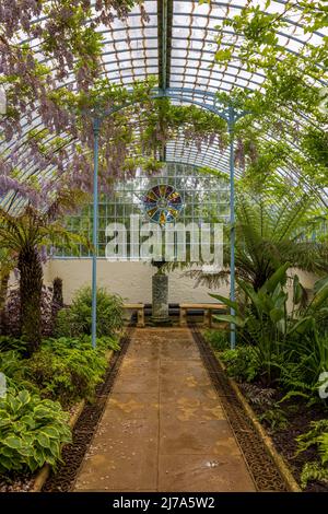 Wisteria en pleine floraison dans le jardin Suisse Glasshouse à Shuttleworth le 1st mai 2022 Banque D'Images