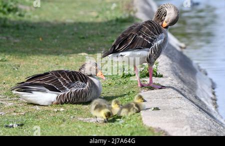 Ressort au niveau des réservoirs de Tring. Les oiseaux ont des bébés. Bernaches grises avec trois oisons. Banque D'Images