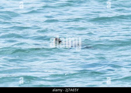 La tortue verte (Chelonia mydas) débarque pour prendre l'air au large de la côte turque Banque D'Images