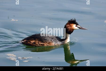 Une grande Grebe à crête sur l'eau. Faune sur les réservoirs de Tring, près d'Aston Clinton, Buckinghamshire, Royaume-Uni Banque D'Images