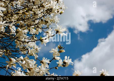 Grosses fleurs de magnolia blanches sur les branches d'un arbre en fleurs contre un ciel bleu nuageux dans un jardin botanique de printemps, parc. Bourgeons délicats, pétales ag Banque D'Images