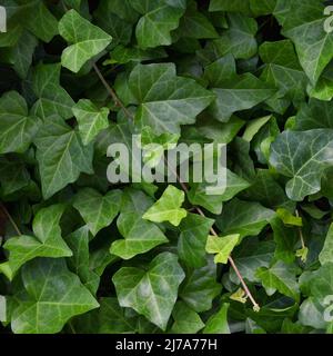 Hedera Helix L. var. baltica feuille, escalade commune Baltique ivy texture plat de fond de plan, grand détail vertical macro gros plan, frais nouveau Banque D'Images