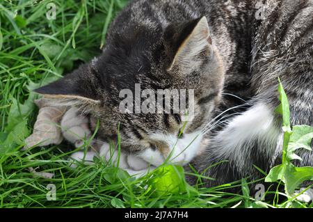 Le chat tabby dort dans l'herbe verte lors d'une journée ensoleillée Banque D'Images