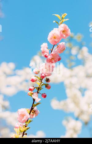 Branches avec des cerises roses en fleur contre le ciel Banque D'Images