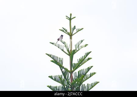 Oiseau de bulbul à ventilation rouge assis sur une branche d'arbre avec un fond blanc brillant Banque D'Images