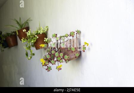 Pots avec plantes et fleurs sur le mur, décoration Banque D'Images