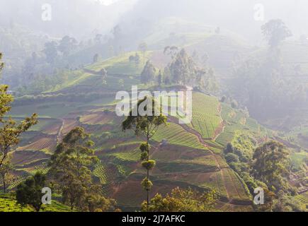 Plantations de légumes cultivées à flanc de colline au Sri Lanka. Beaux paysages ruraux Banque D'Images