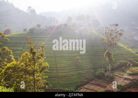 Plantations de légumes cultivées à flanc de colline au Sri Lanka. Beaux paysages ruraux Banque D'Images