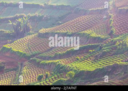 Plantations de légumes cultivées à flanc de colline au Sri Lanka. Beaux paysages ruraux Banque D'Images