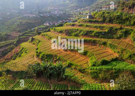 Plantations de légumes cultivées à flanc de colline au Sri Lanka. Beaux paysages ruraux Banque D'Images