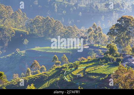 Plantations de légumes cultivées à flanc de colline au Sri Lanka. Beaux paysages ruraux Banque D'Images