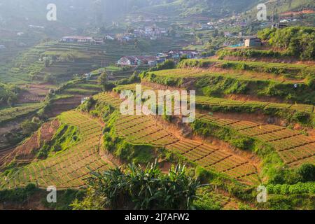 Plantations de légumes cultivées à flanc de colline au Sri Lanka. Beaux paysages ruraux Banque D'Images