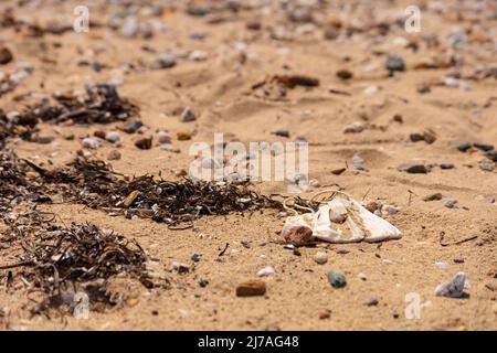 Utilisé masque dans le sable sur la plage. Covid voyager Banque D'Images