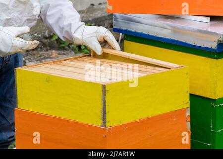 Apiculteur en vêtements de travail de protection inspectant le cadre en nid d'abeille à l'endroit où il fait beau le printemps. Concept d'apiculture. Gros plan, mise au point sélective Banque D'Images