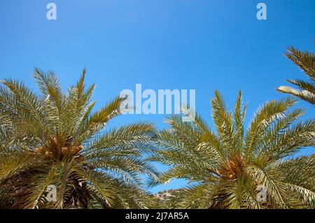 Palmiers et ciel bleu. Concept de vacances. Prise de vue depuis le dessous et espace de copie. Banque D'Images