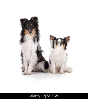 Chien Shetland et chihuahua assis sur fond blanc Banque D'Images