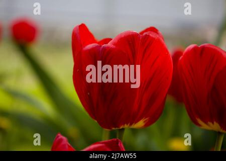 Tulipes de fleurs rouges. Arrière-plan flou. Banque D'Images