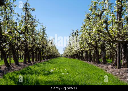 Fleur blanche printanière de poire, vergers de fruits à Betuwe, pays-Bas par beau temps Banque D'Images