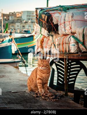 Tom-Cat, gingembre en colère, sur des docks qui garde sa nourriture, Marsaxlokk, Malte Banque D'Images