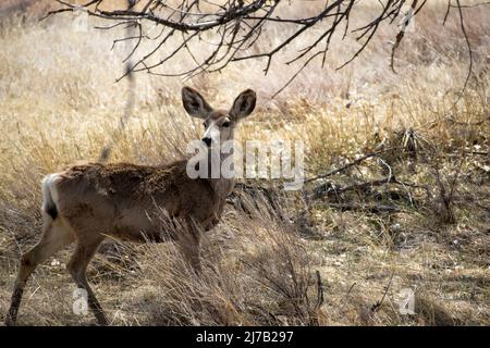 Un cerf mulet regarde au loin sous un arbre dans les prairies ou la prairie de l'Arsenal des montagnes Rocheuses près de Denver Colorado Banque D'Images