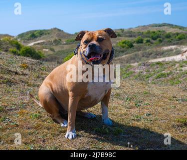 happy brown american stafford bull terrier chien avec des taches blanches et un collier bleu qui est assis pour se reposer pendant une promenade dans le dunesi Banque D'Images