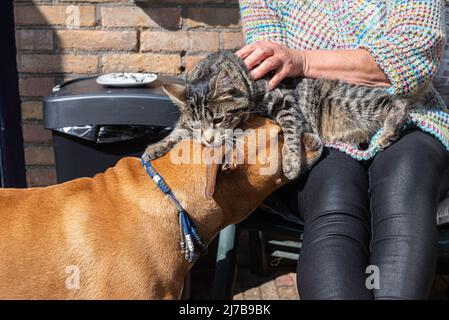 tabby de tabby américain gris avec des rayures noires tenues par une femme caucasienne méconnue et un chien brun stafford à col bleu Banque D'Images