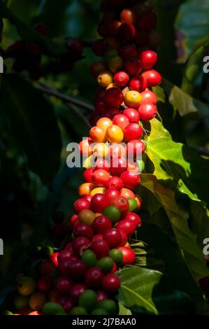 Sydney Australie, mûrissement d'un arbre de coffea arabica Banque D'Images