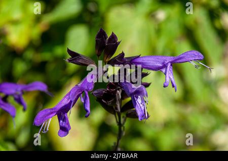 Sydney Australie, tige de fleur pourpre d'une salvia guaranitica Banque D'Images