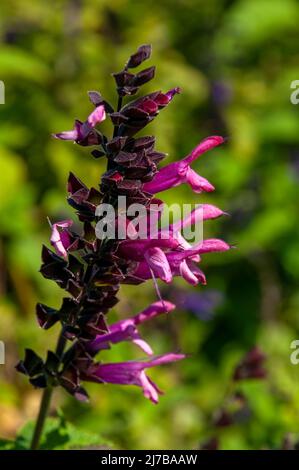 Sydney Australie, tige de fleur d’une salvia «Rockin» Fuchsia» Banque D'Images