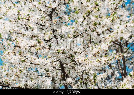 Fond de printemps avec fleurs de prune. Beaucoup de petites fleurs blanches sur une branche. Banque D'Images