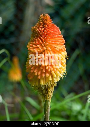 Fleurs, Kniphofia, Red Hot Poker plante, une fleur orange et jaune vif et colorée qui se dresse, Torch Lily Banque D'Images