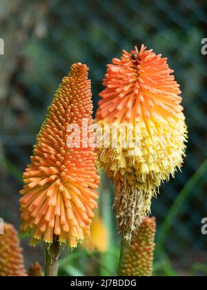 Fleurs, Kniphofia, Red Hot Poker Plant, deux flèches orange et jaune de couleur vive, Australian Coastal Garden, Torch Lily Banque D'Images