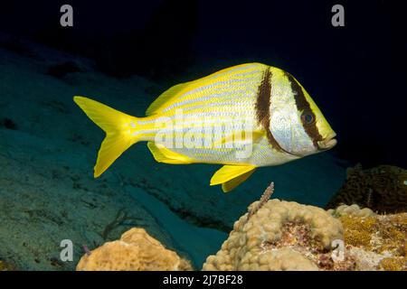 Porkfish ou Virginia-Sweetlips (Anisotremus virginicus), dans un récif corallien des caraïbes, Cozumel, Mexique Banque D'Images
