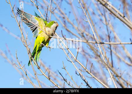 Monk parakeet charge à travers les succursales pour trouver un point d'atterrissage. Alias Myiopsitta monachus. Alias perroquet Quaker. Banque D'Images