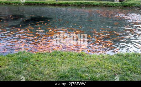 Piscines de poissons sur une ferme de truites de japanes (truite jaune), concept de ferme de poissons - Cavedine, Trentin-Haut-Adige, nord de l'Italie. Élevage de truites Banque D'Images