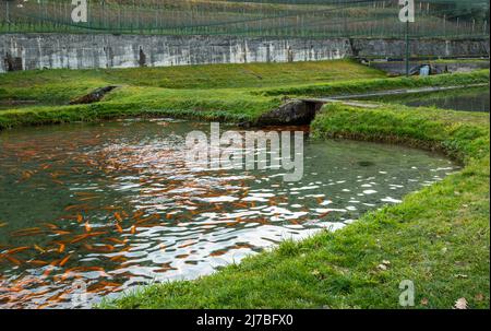 Piscines de poissons sur une ferme de truites de japanes (truite jaune), concept de ferme de poissons - Cavedine, Trentin-Haut-Adige, nord de l'Italie. Élevage de truites Banque D'Images