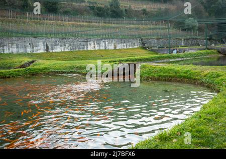 Piscines de poissons sur une ferme de truites de japanes (truite jaune), concept de ferme de poissons - Cavedine, Trentin-Haut-Adige, nord de l'Italie. Élevage de truites Banque D'Images