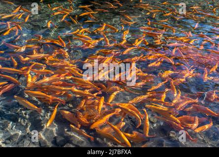 Piscines de poissons sur une ferme de truites de japanes (truite jaune), concept de ferme de poissons - Cavedine, Trentin-Haut-Adige, nord de l'Italie. Élevage de truites Banque D'Images