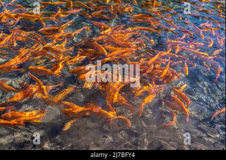 Piscines de poissons sur une ferme de truites de japanes (truite jaune), concept de ferme de poissons - Cavedine, Trentin-Haut-Adige, nord de l'Italie. Élevage de truites Banque D'Images